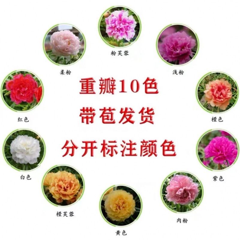 根とつぼみが付いた大きな花の八重ひまわりの鉢植え苗、四季咲きの植物、屋内外で育てやすい|undefined