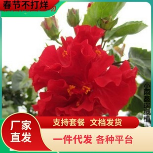 һ�����l���ذ��ɣ���玧�����l؛�ذ�ľ������ĵ���������ļ�