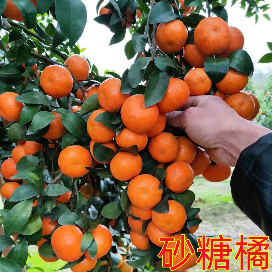 沙糖桔树苗地栽盆栽南方北方种植橘子树苗柑桔果树果苗嫁接砂糖橘