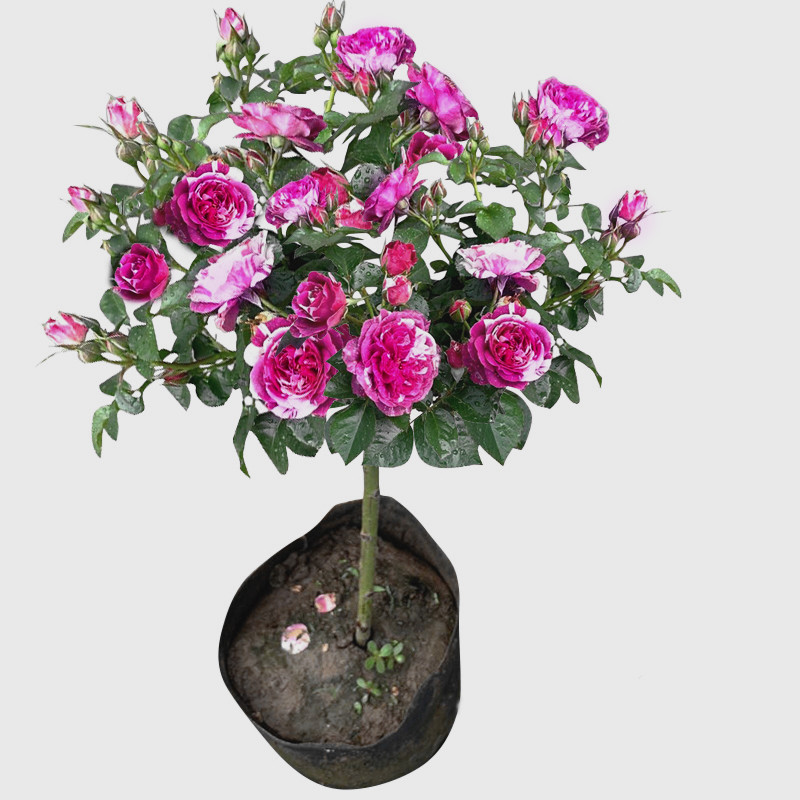 향기로운 보석 루저우 향기로운 멀티 헤드 그룹 꽃