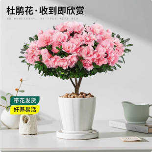 ���N�������Ԏ�����ֲ���҃����̨���B�׻���ļ������̨ͥԺ