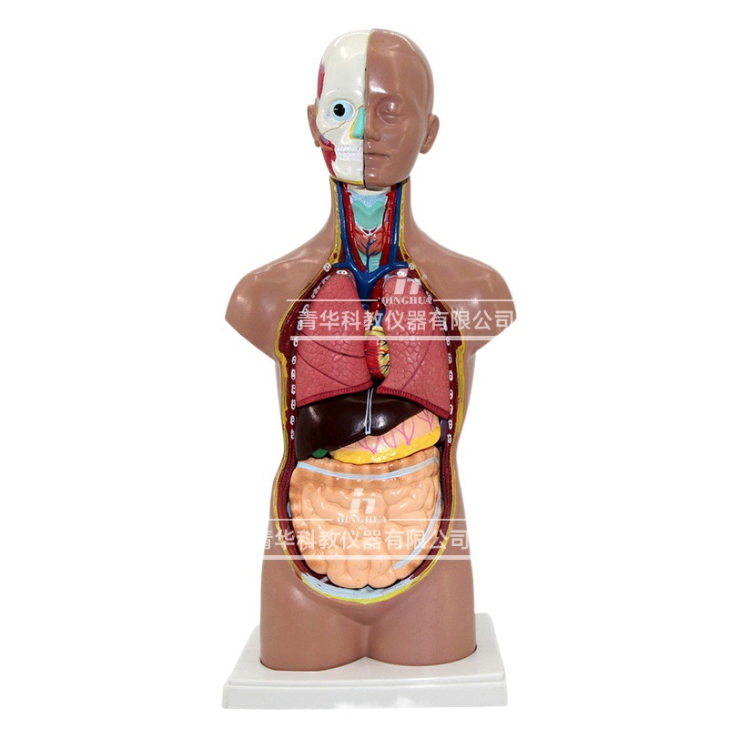 Modelo de la estructura del cuerpo humano simulación médica vísceras anatomía órgano 3D desmontable montado tronco ciencia y educación juguetes para niños