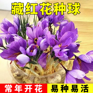 Edible Saffron Seed Bulb Purple Crocus Winter Cold-Resistant Four-Season Potted Florals Home Courtyard Potted High Yield