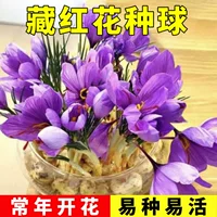 Съедобные луковицы шафрана, фиолетовый шафран, зимние морозостойкие четырехсезонные цветы в горшках, семейные дворовые цветы в горшках, высокая урожайность