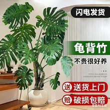 仿真龟背竹客厅大盆栽室内客厅大叶老桩植物电视旁边大型绿植落地