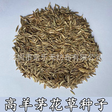 花卉绿色高羊茅草种春秋均可播种多年生花海种子量大优惠厂家直供