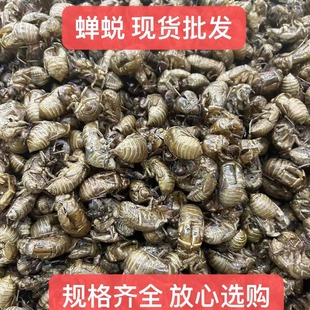 �s͑�F؛���l��̖�s͑ ���s�� �x͑ ��̖�s͑�����Ĕz Ҏ���Rȫ