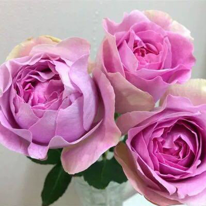 Дропшиппинг розы Eve Jenny Lord, крупные цветы, ароматные, в горшках, для балкона и внутреннего двора, круглогодичный цветение.