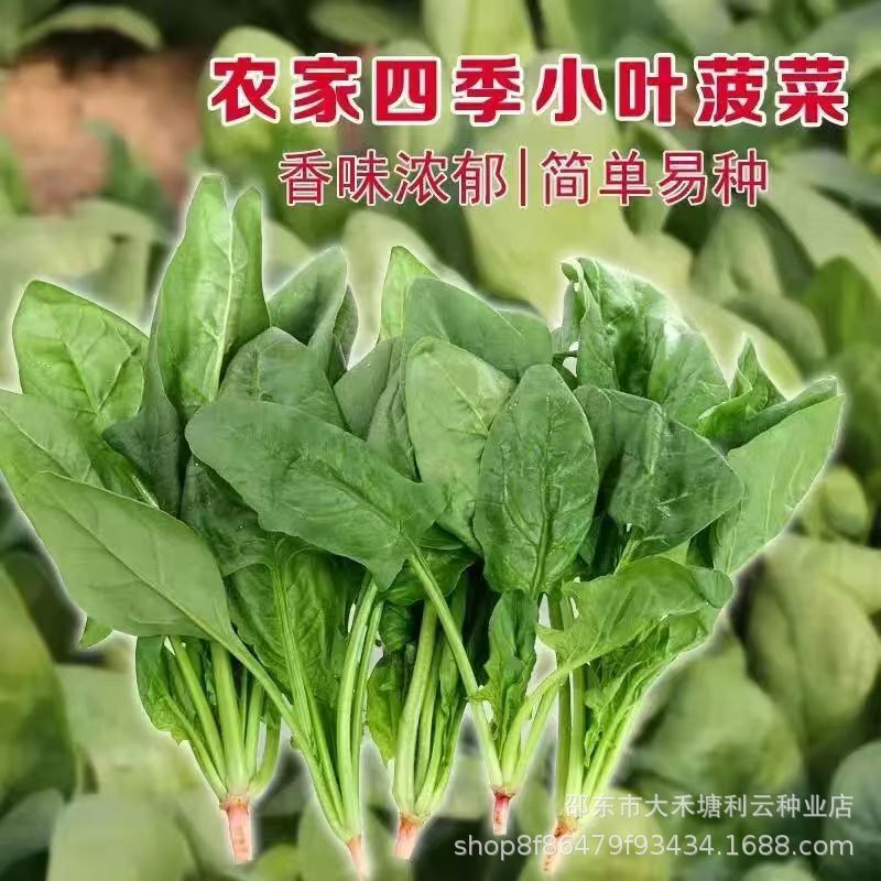 Small-Leaf Spinach Seeds, Local Small-Leaf Spinach Seeds, Original Authentic Old Varieties, Cold-Resistant and Heat-Resistant Potted Plants for All Seasons