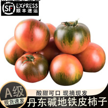 丹东铁皮莓柿子10斤顺丰包邮蔬菜水果番茄西红柿新鲜碱地红柿子