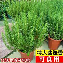 迷迭香盆栽室内驱蚊植物香草薄荷苗煎牛排烘焙装饰可食用花卉绿植