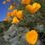 多年生庭院播种春秋花籽