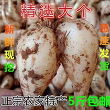 藠头荞现挖新鲜荞头大个新鲜酸甜荞泡菜腌制现挖茭当季蔬菜