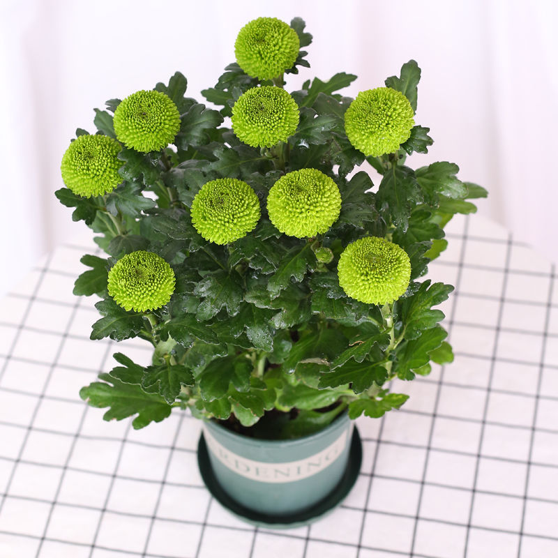 bonsai Ping Pong Potted plant balcony Bloom Botany Plena spherical Chrysanthemum Four seasons Green plant flowers and plants