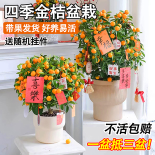 �ļ���۾Gֲ���Ԏ�����ʳ���҃���������ٹ���ֲ�����������辰