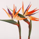 high quality bird of paradise artificial flower home living room decoration soft glue wanghelan artificial flower flower arrangement ornaments wholesale
