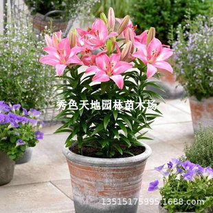 Perfume Lily Bulbs Bloom in All Seasons, Cold-Resistant Balcony Indoor and Outdoor Imported Double Lily Flower Seeds Potted Flowers