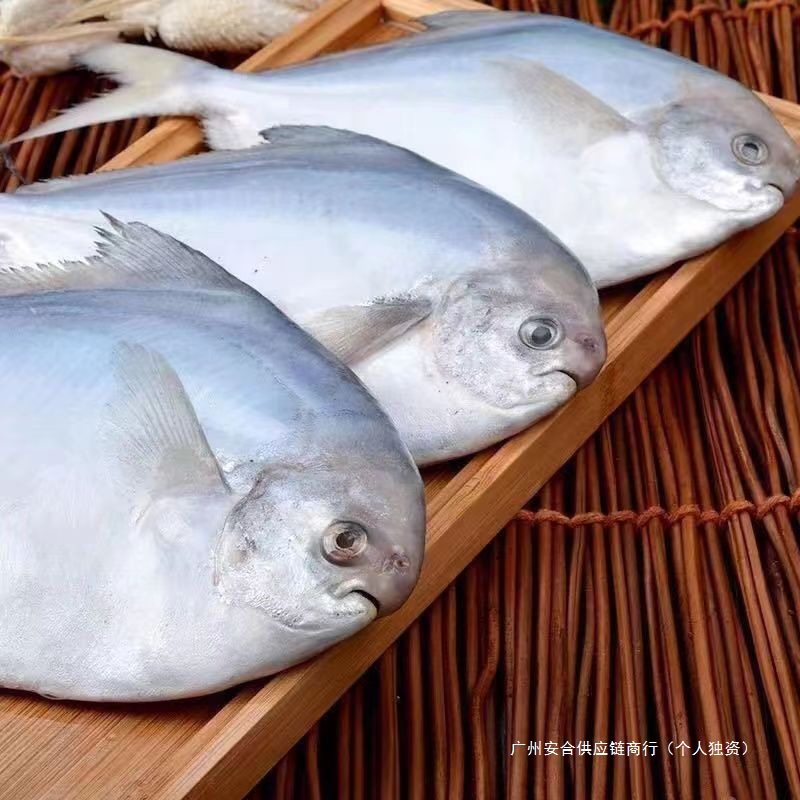 浙江纯野生白鲳鱼新鲜冷冻大鲳鱼肥美冷冻水产批发银鱼中国大陆