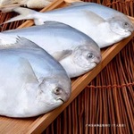 浙江纯野生白鲳鱼新鲜冷冻大鲳鱼肥美冷冻水产批发银鱼中国大陆