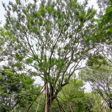 �V�|��ɽ�����Ә����x�Ә��Ҏ���L����