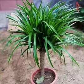 龙血树绿植龙须树多头四季常青龙铁树室内客厅大盆栽耐旱净化空气