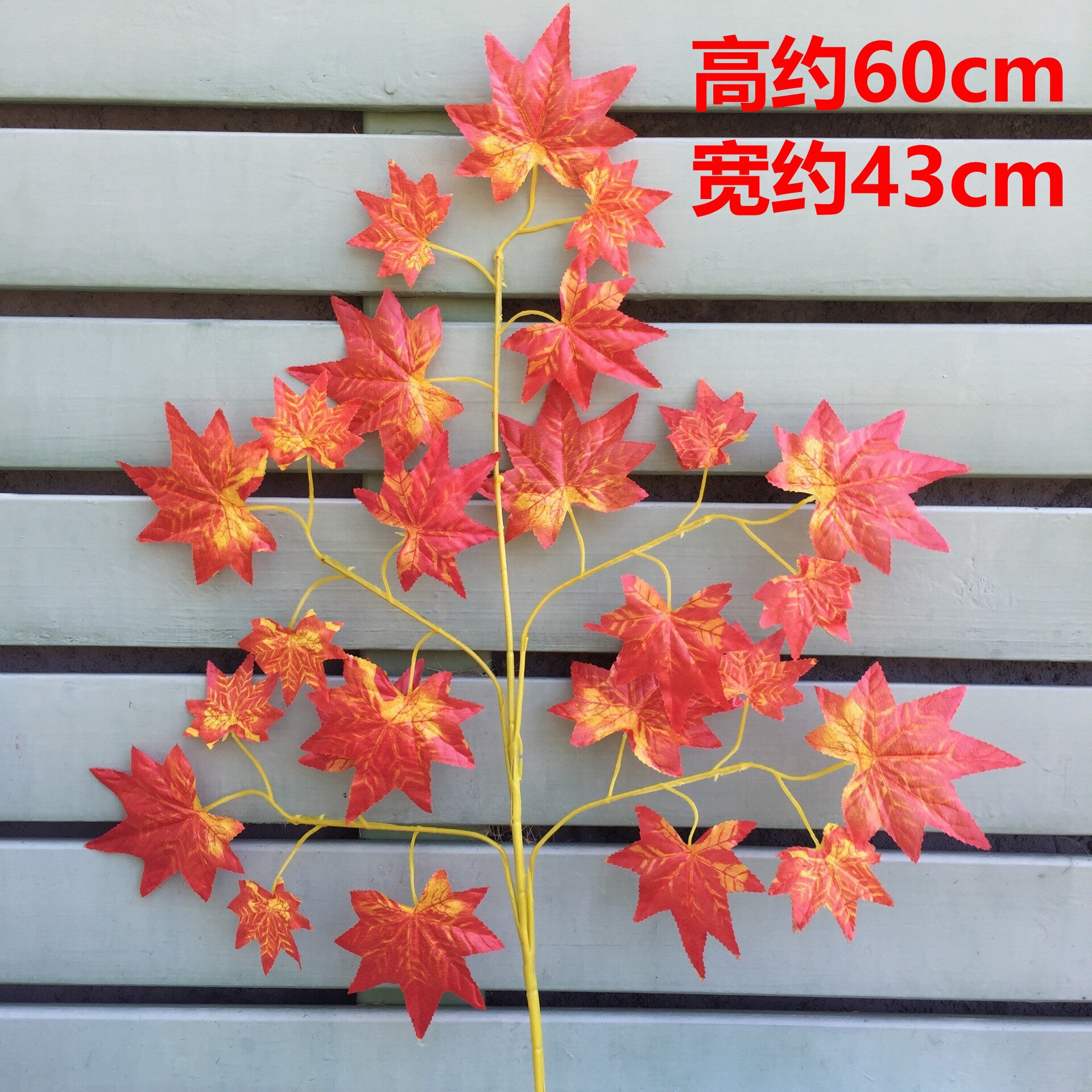5 forks of red maple / 60