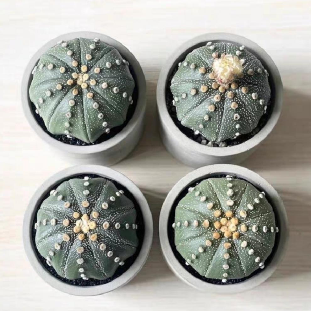 69bb3383-c827-431d-ae8c-ded59920122b.jpe