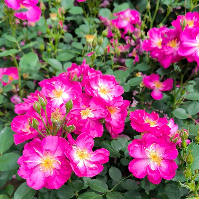 Цельные рассады роз красного лотоса с дропшиппингом с несколькими головками и непрерывным цветением, низкорослые балконные цветочные растения, роза Цзи