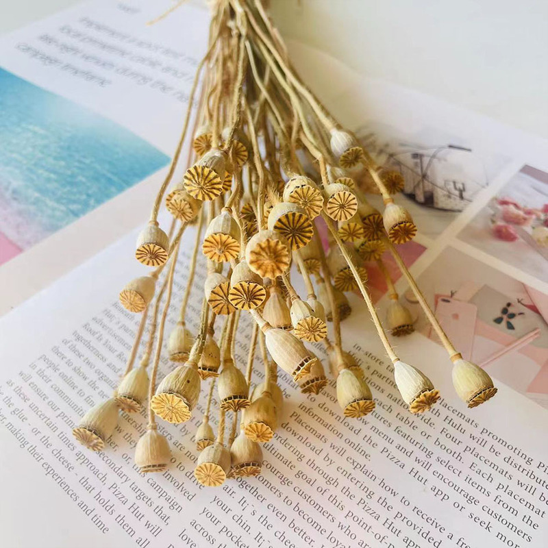 Poppy Dried Flower and Fruit Plant Wheel Fruit Dried Flower and Fruit Sub Category DIY Material Handmade Corsage Headwear Gift bouquet