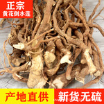 黄花倒水莲中药材野生参整枝倒吊黄煲汤观音串根片吊水莲中草药