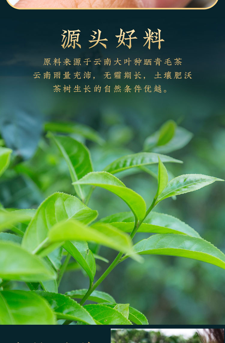 白茶龙珠_04