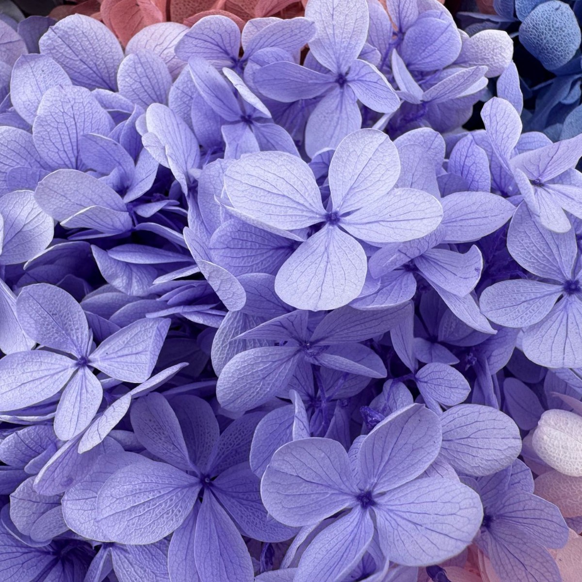 ✅ Flores secas flores eternas hortenida color gradiente material hecho a mano bolsa de calzado de boda cubierta de vidrio grupo de construcción de flores actividades