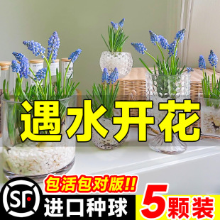 �����L���Ӵ�N��ˮ��ֲ���҃��ﶬ�����L������������B���ܾGֲ