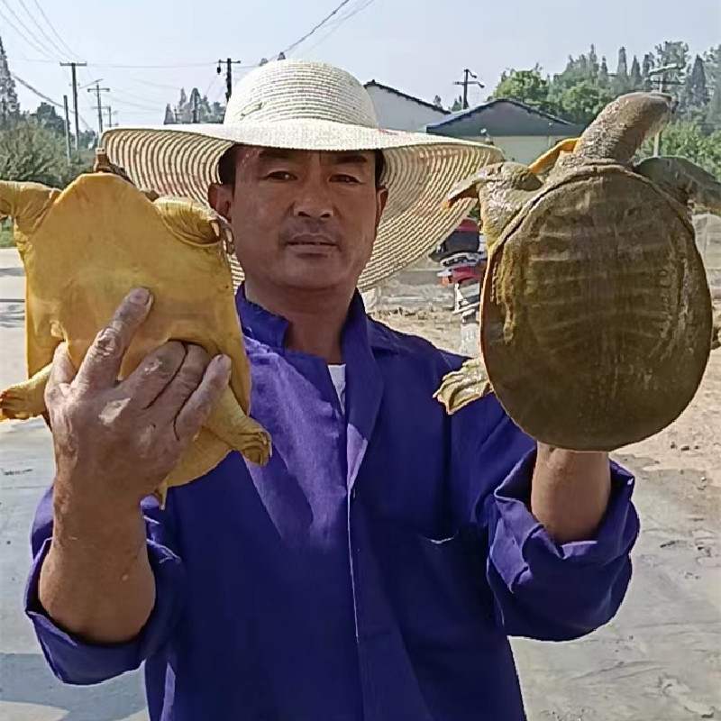 甲鱼1斤-6斤全规格黄金甲鱼新鲜鲜活水产鱼团鱼王八中华鳖