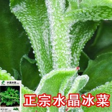���羳��؛��ˮ�����˷N���̨�߲˷N�Ӵ�ȫ�ļ����Ա��������ﶬ
