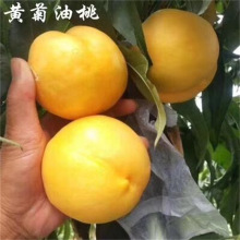 ޽βSҘ춬SͥԺϱNֲY