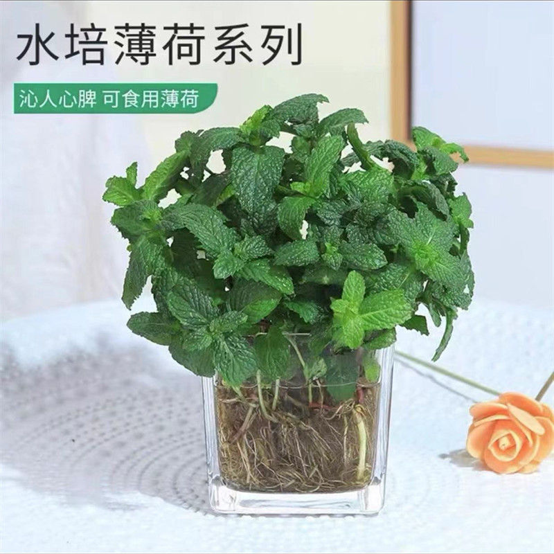 [핫셀 수경재배] 엄선된 민트 10개(사각형 유리병) 무료 크리스탈 머드 + 캠프