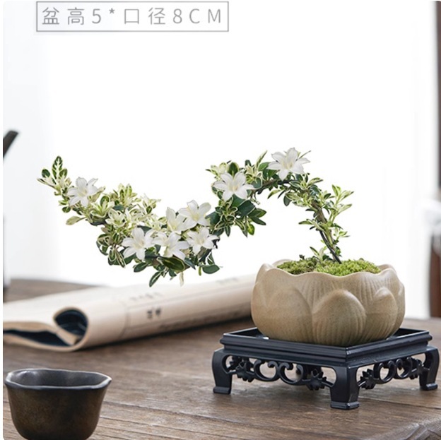 六月雪盆栽、古い植え、小さな鉢植え、八重緑植物、高品質の形の花、オフィスのデスクトップ装飾|undefined