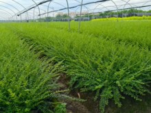 亮绿忍冬行道树绿篱植物大叶黄杨苗朝鲜黄杨冬青苗四季长青