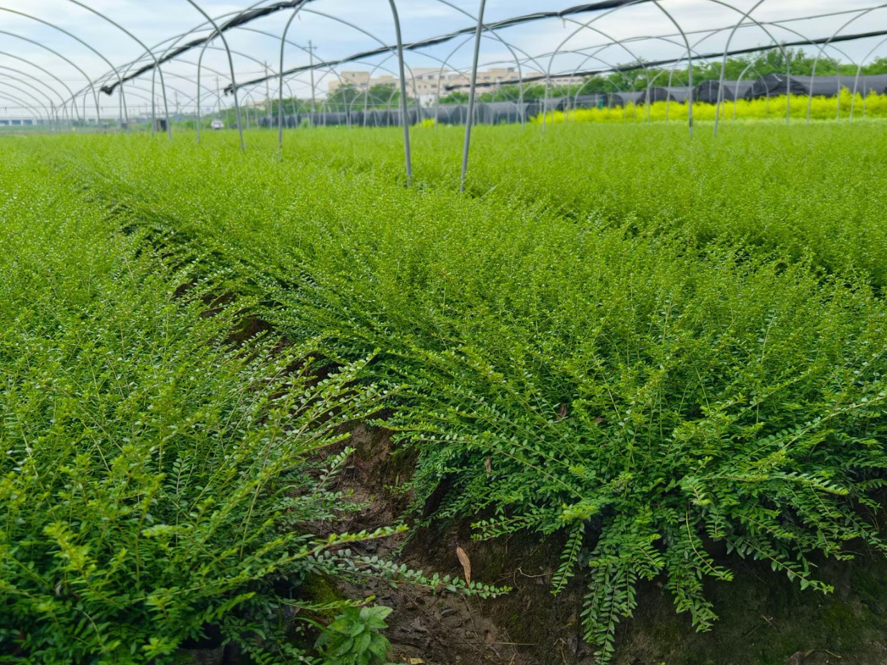 亮绿忍冬行道树绿篱植物大叶黄杨苗朝鲜黄杨冬青苗四季长青