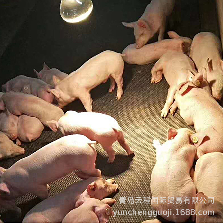 畜牧防滑保温垫板 猪舍橡胶垫马舍耐磨垫 公猪母猪小猪用橡胶垫子