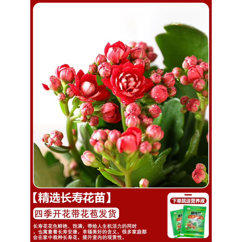 Flores de larga vida en maceta de doble pétalo, zorro dorado, gran flor con brotes de flores y plántulas, flores de interior en todas las estaciones, fáciles de cultivar.