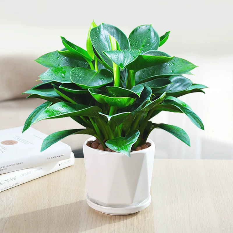 Золотые алмазные горшечные растения Зеленая принцесса гидропонный офис