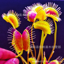 食人花 食人花品牌 图片 价格 食人花批发 阿里巴巴