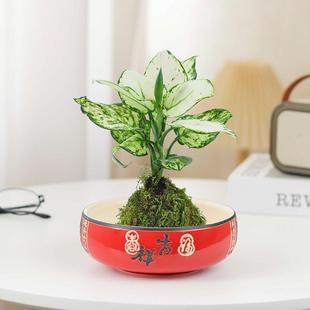 Moss Ball Hydroponic Plant Desktop Small Potted Plant Office Green Plant Purifies Air and Absorbs Formaldehyde, Easy to Feed for Lazy People