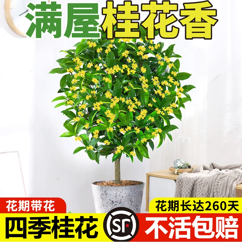 Osmantus fragrans Рассада деревьев Четыре сезона Цветы османтуса Комнатные растения Август Рассада цветов Османтуса Золотой османтус Посадка деревьев Цветет Лучжоу-ароматный двор Данги