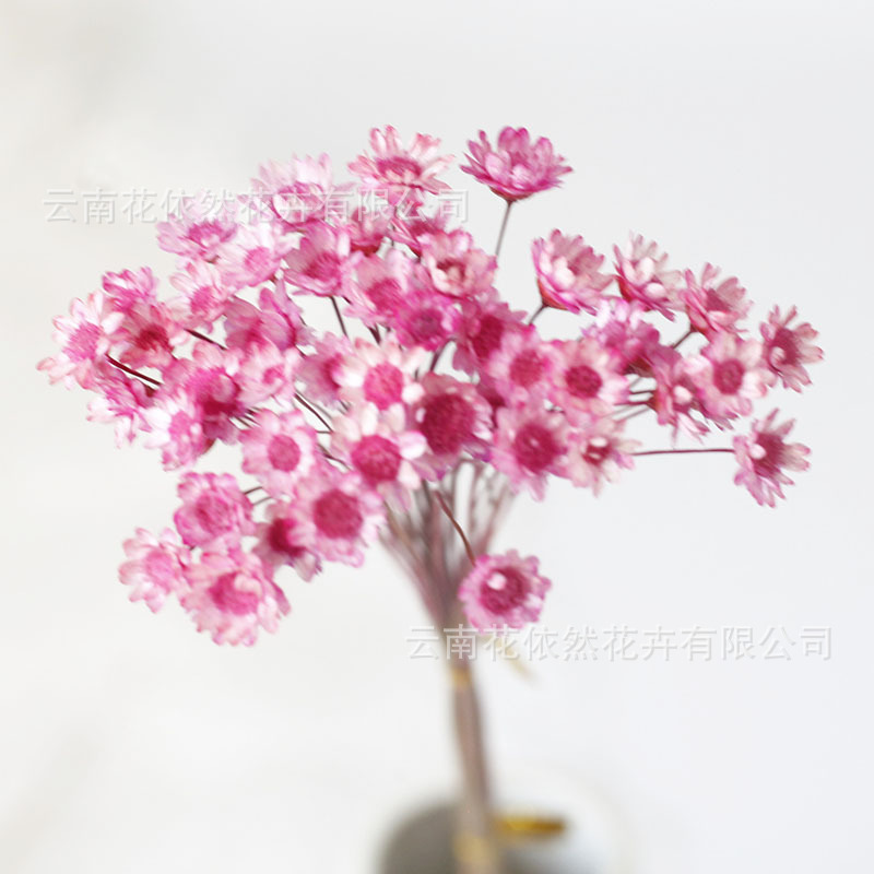 Flor seca Flor eterna Gypsophila Bola de oro No me olvides Flor seca Rosa hoja de eucalipto Pine Fruit Lover Grass al por mayor