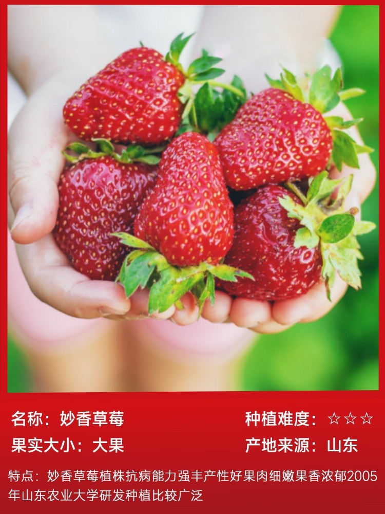 素晴らしい香りのイチゴ 15 本 (土の袋と生きたもの)、無料の肥料