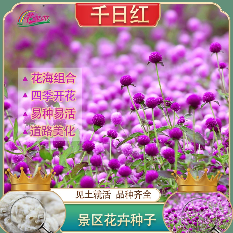 Ежегодная трава Тысяча дней Семена красных цветов Легко сеять и жить Семена цветов Тысяча дней Фиолетовые семена цветов Пейзаж Цветок Море Ландшафтный дизайн