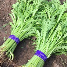 ���~����N�ӷN�Ѳ˷N�ʵ۲��ﶬ���ѷN����߲��ݲ�������˷N��